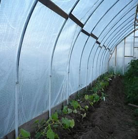 Теплицы из полипропиленовых труб