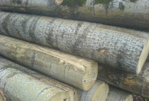 Дерево осина как пиломатериал